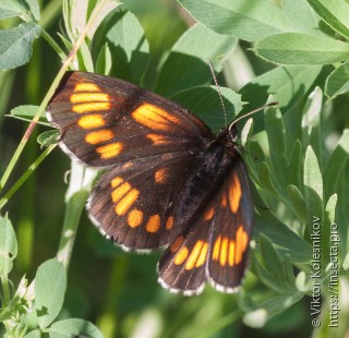 Erebia theano