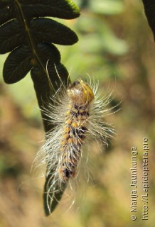 Lepidoptera