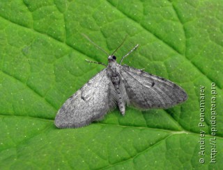 Имаго  Eupithecia indigata
