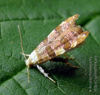 Имаго  Deuterogonia pudorina