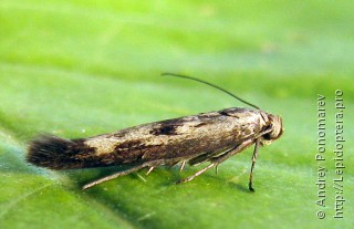 Scythris limbella