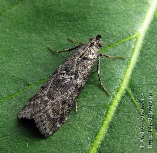 Pyla fusca