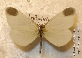 Самец  Leptidea duponcheli