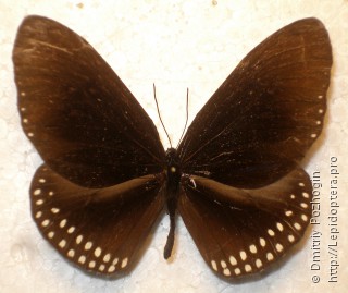 Самец  Euploea camaralzeman