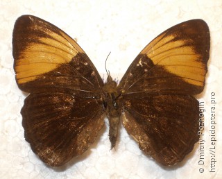 Самка  Adelpha lycorias