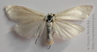 Самка  Scirpophaga praelata