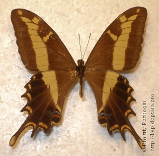 Самец  Papilio andraemon