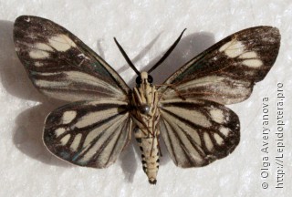 Самец  Cyclosia papilionaris