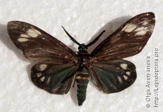 Самец  Cyclosia papilionaris