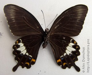 Имаго  Papilio albinus