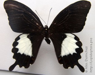 Имаго  Papilio albinus