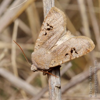 Conistra rubiginosa