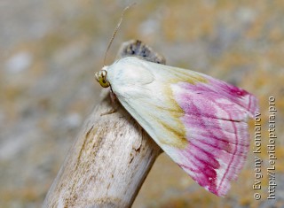 Имаго  (Eublemma purpurina)