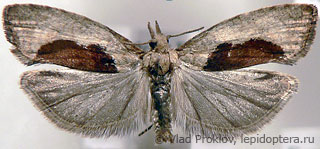 Имаго  (Epinotia solandriana)