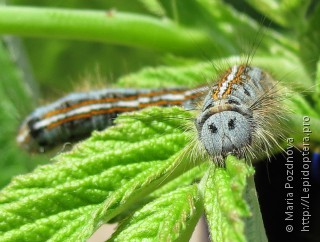 Malacosoma neustria