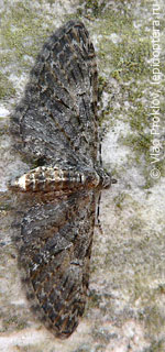 Имаго  Eupithecia abbreviata