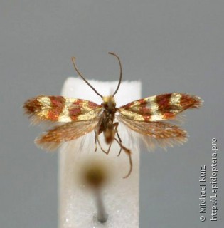 Самец  Micropterix aglaella