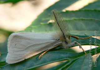 Самец  (Laelia coenosa)