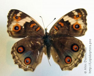 Junonia orithya