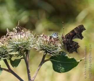 Polygonia c-album