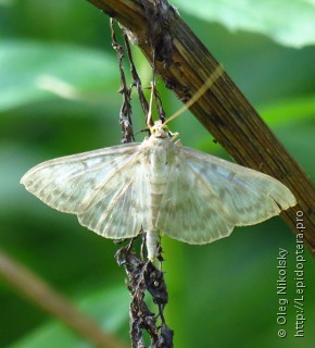 Pleuroptya ruralis