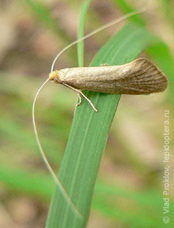 Имаго  Nematopogon swammerdamella