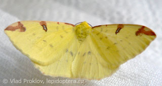 Opisthograptis luteolata