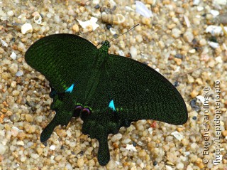 Самец  Papilio paris