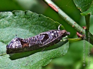 Epinotia maculana