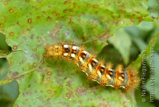 Acronicta rumicis