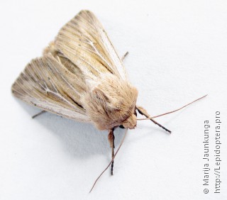 Leucania comma