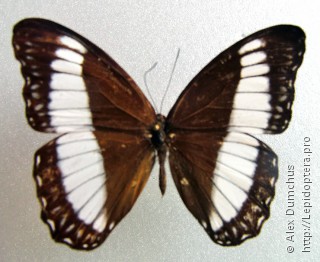 Zethera pimplea