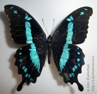 Papilio hornimani