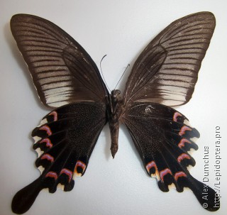 Имаго  Papilio bianor