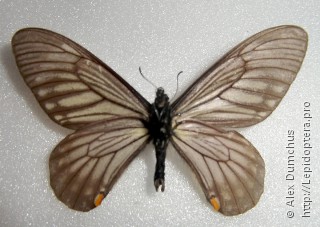 Имаго  Papilio epycides