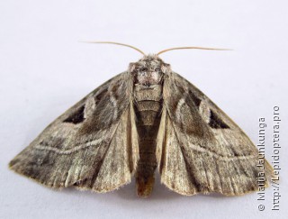 Eucarta virgo