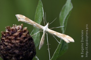 Gillmeria pallidactyla