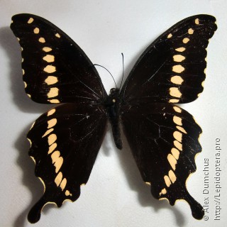Имаго  Papilio mackinnoni