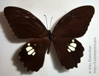 Имаго  Papilio castor