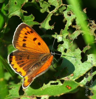 Lycaena dispar