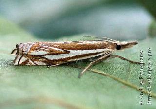 Crambus pratella