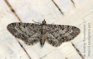 Имаго  Eupithecia subfuscata