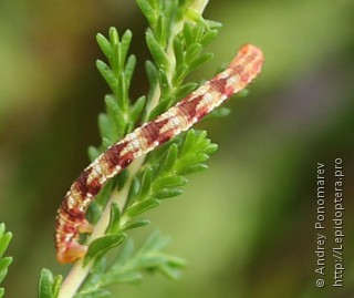 Eupithecia nanata