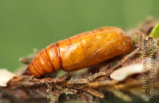Eupithecia nanata