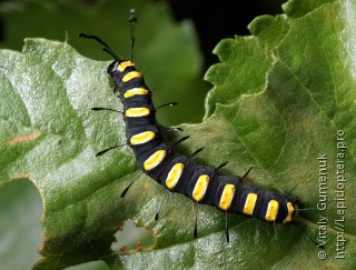 Acronicta alni