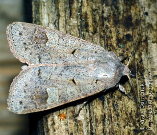 Ammoconia caecimacula