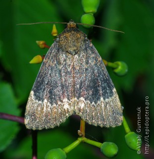 Amphipyra perflua