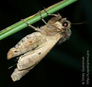 Apamea lateritia