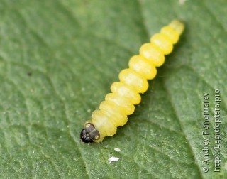 Coptotriche angusticollella