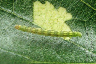 Личинка  Swammerdamia caesiella